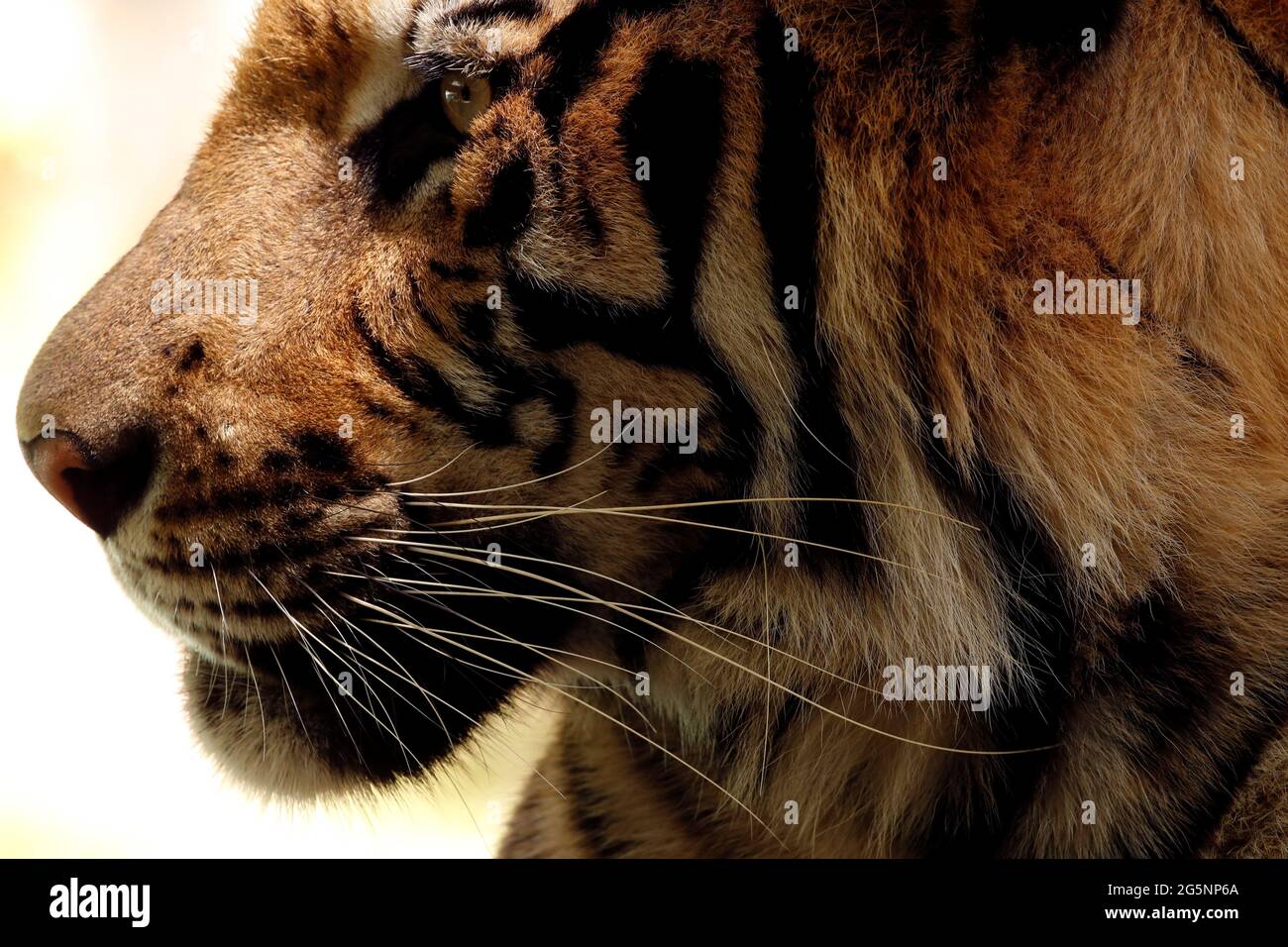 A tiger looks on at its confinement cage in Tiger Kingdom zoo, as Phuket gets ready to open its doors to overseas tourists from July 1 allowing fully vaccinated foreigners to visit A tiger looks on at its confinement cage in Tiger Kingdom zoo, as Phuket gets ready to open its doors to overseas tourists from July 1 allowing fully vaccinated foreigners to visit