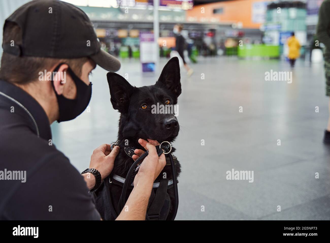 Security officer with detection dog working at airport terminal Stock