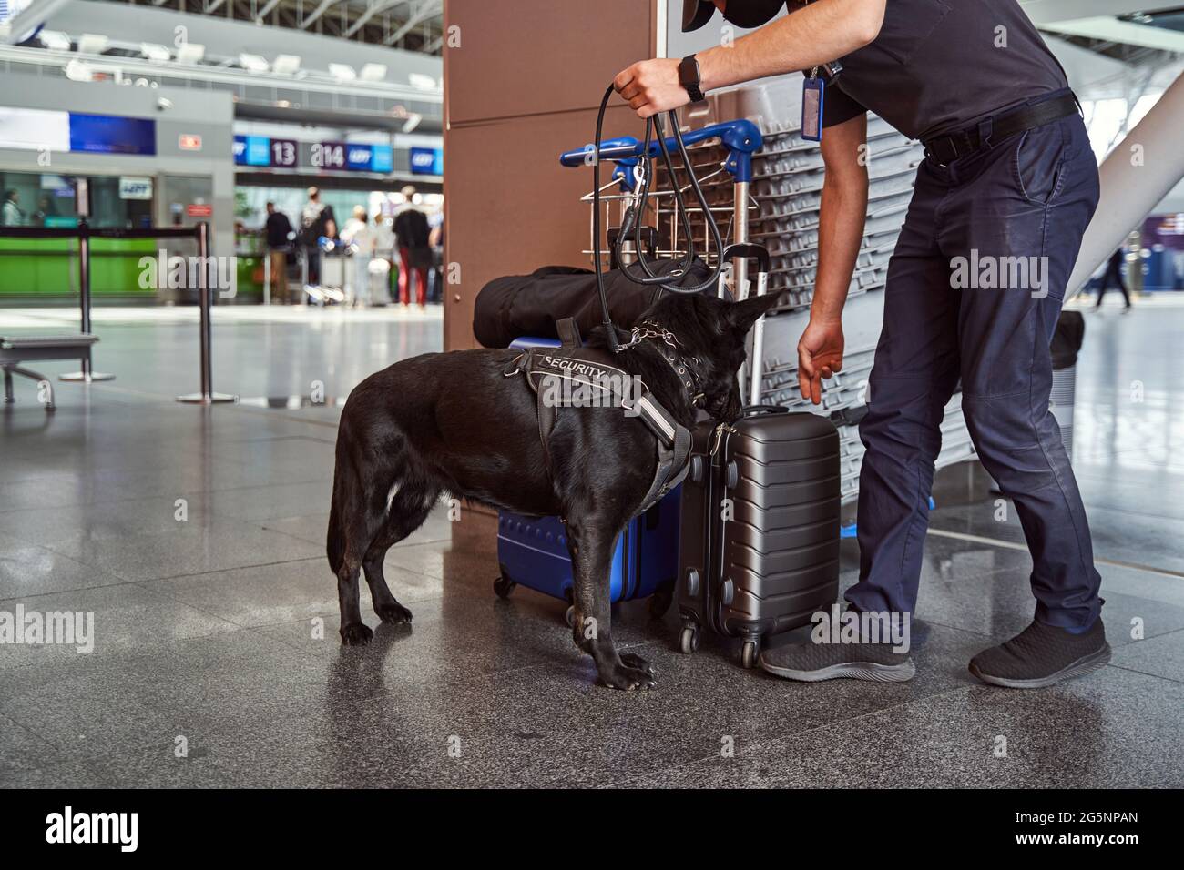 Security worker and detection dog checking luggage at airport Stock