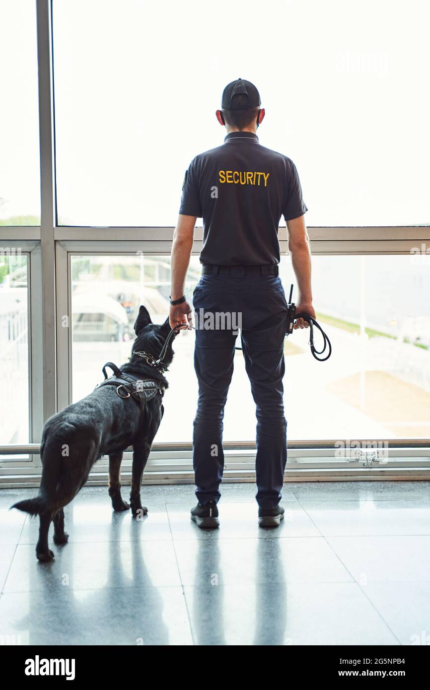 Security worker with detection dog standing at airport terminal Stock