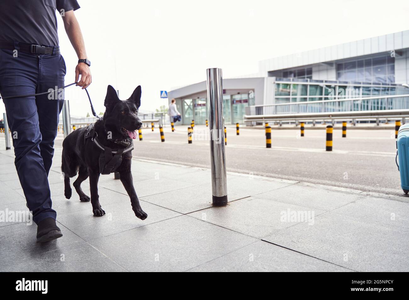 Security officer with police dog walking outdoors at airport Stock Photo