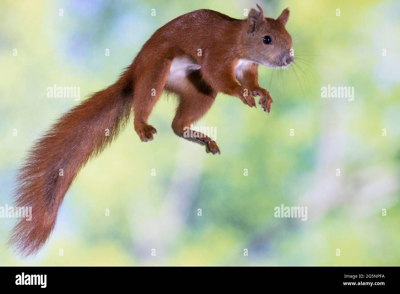 Europäisches Eichhörnchen, Eurasisches Eichhörnchen, Eichhörnchen, im Sprung, Flug, springend, Sciurus vulgaris, European red squirrel, red squirrel, Stock Photo