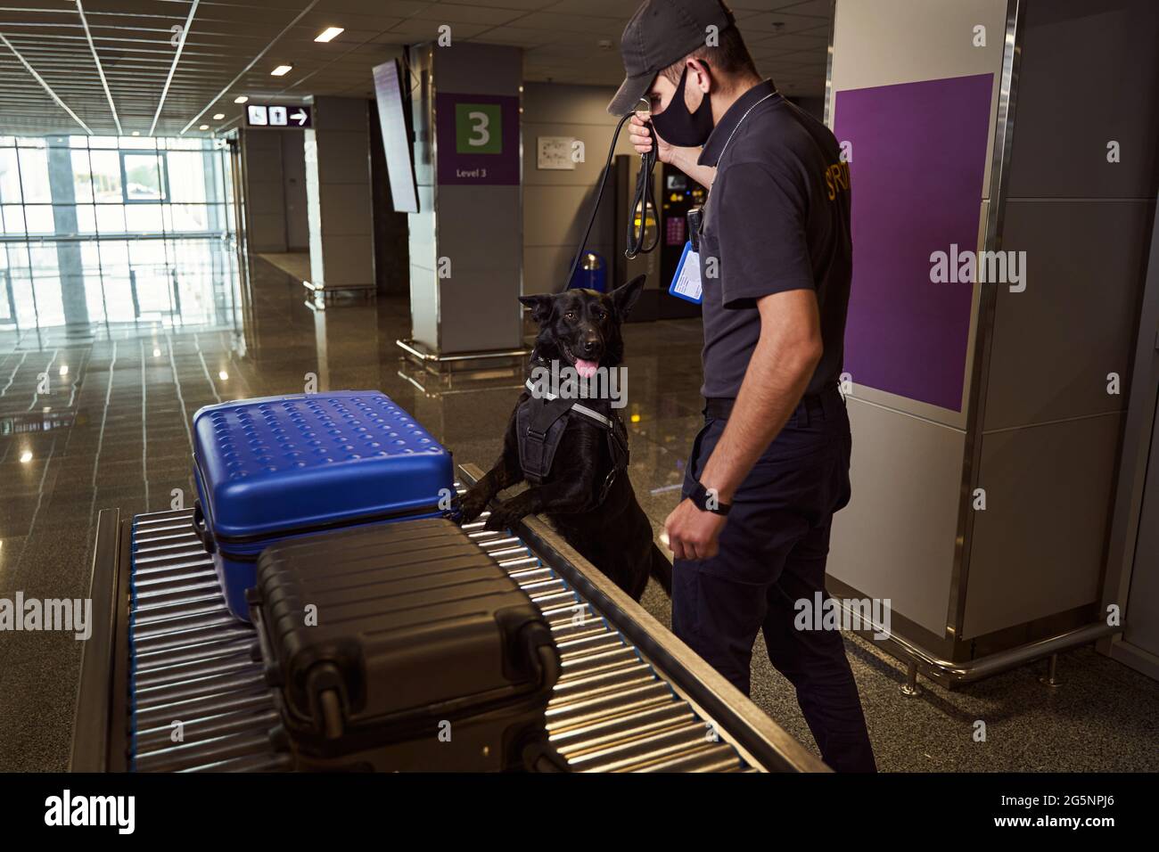 Airport security worker and detection dog checking luggage Stock Photo