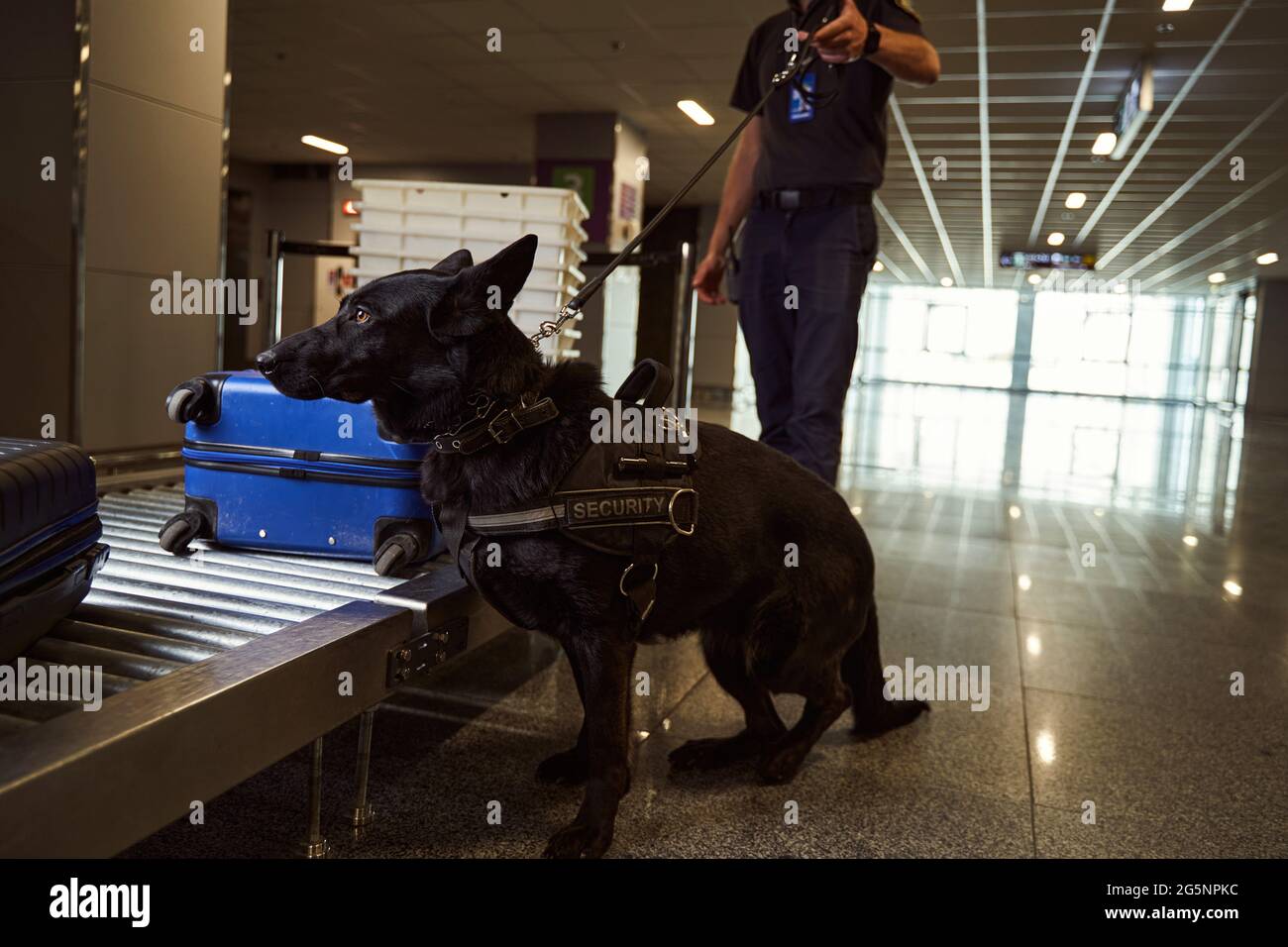 Security officer with detection dog inspecting luggage at airport Stock