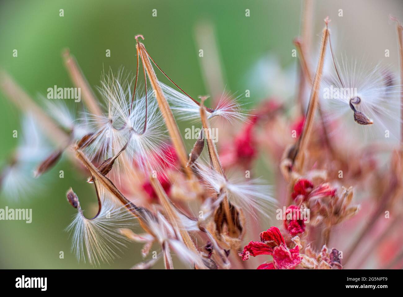 Brightly lit Pelargonium seeds, with fluffy hairs and a spiral body, are reflected in black perspex. Geranium seeds that look like ballerina ballet dancers. Motes of dust shine in the background like a constellation of stars. High quality photo Stock Photo