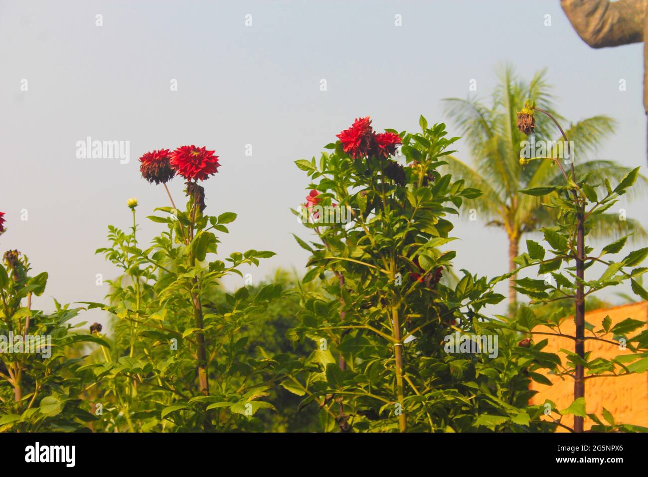 Bright pink garden roses growing in a garden Stock Photo - Alamy