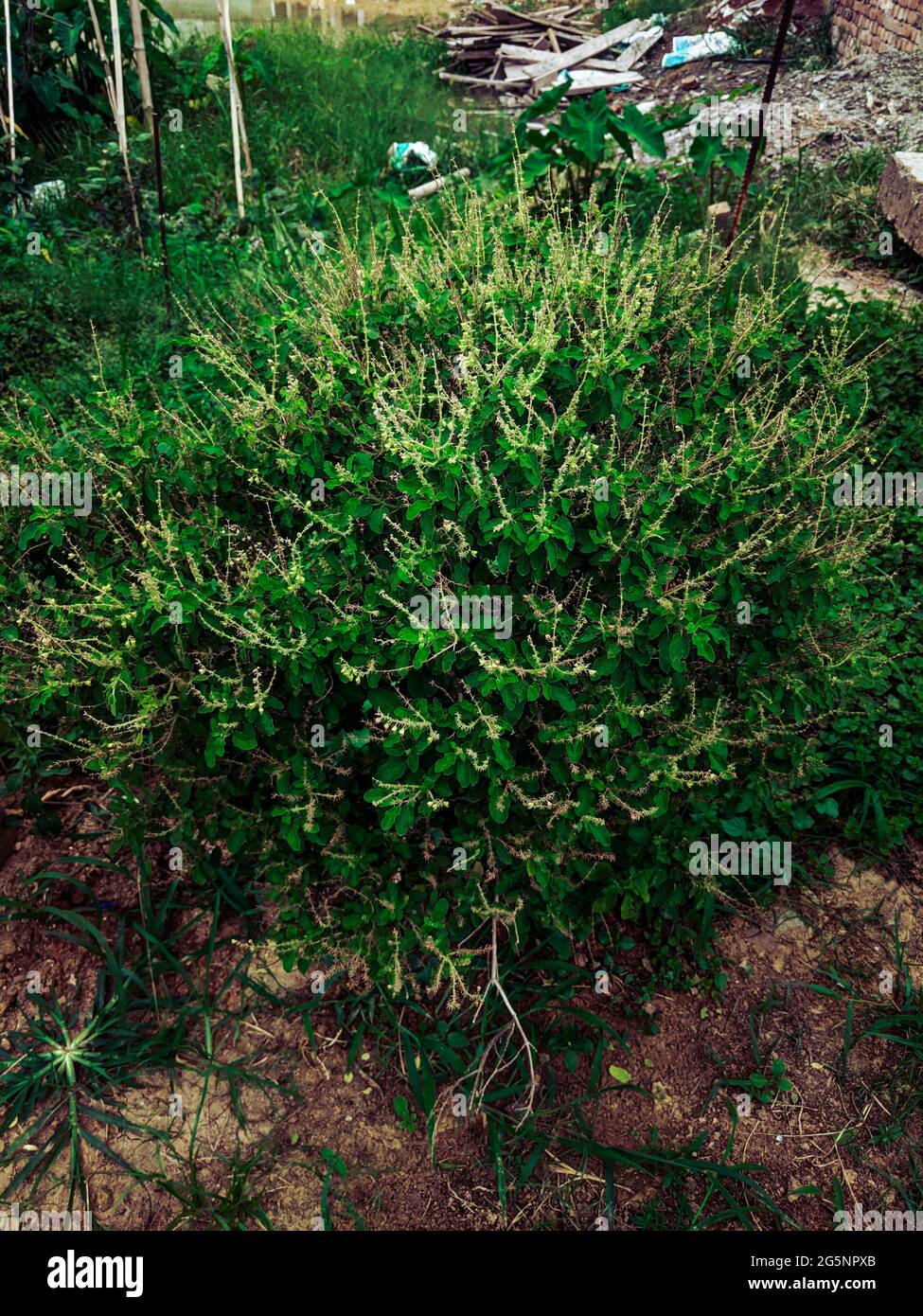 Juniper plant growing in the woods Stock Photo Alamy