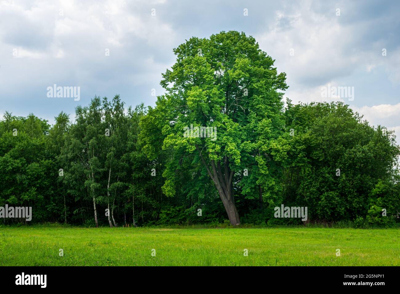 Scenic view of a landscape with a single bright tree standing in front of a dark forest on a green meadow Stock Photo