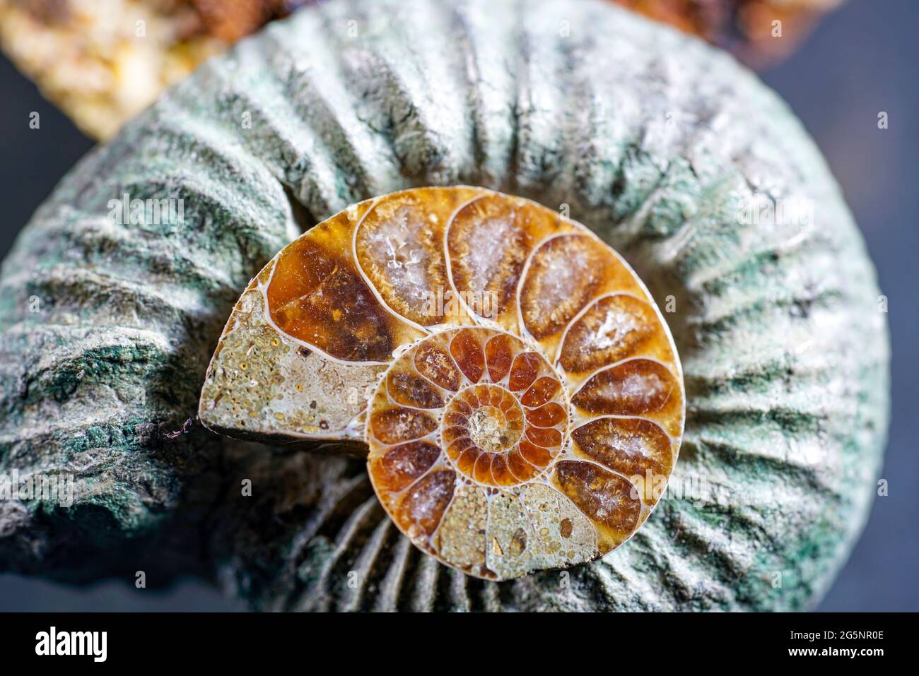 Closeup shot of the beautiful Ammonite shell texture Stock Photo
