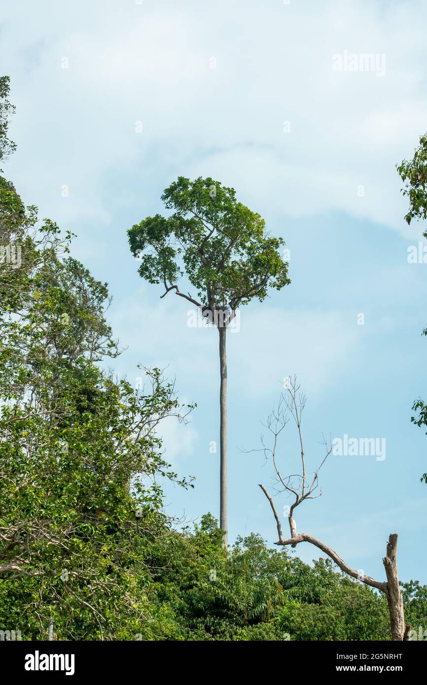 The nests of large birds made of small wood branches on the tops of trees with cloudy blue sky background in rainforest, Endau, Malaysia Stock Photo