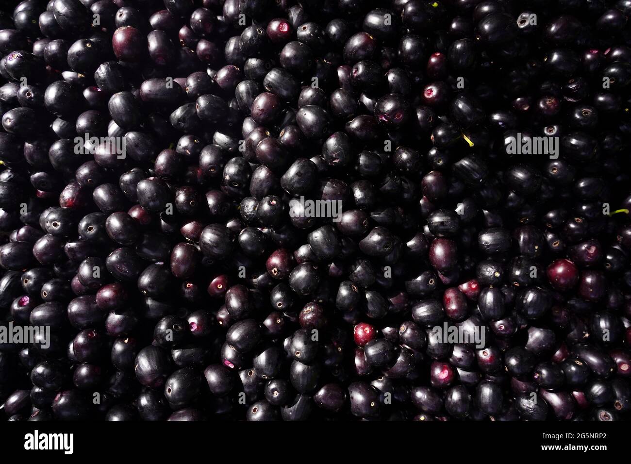 Indian Farmers Picks Jamun (Black Plums) Fruit from a farm in the Outskirts of Pushkar