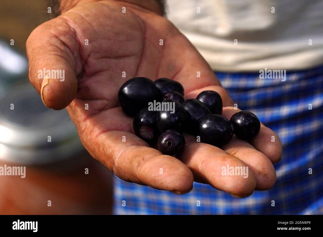 Indian Farmers Picks Jamun (Black Plums) Fruit from a farm in the Outskirts of Pushkar