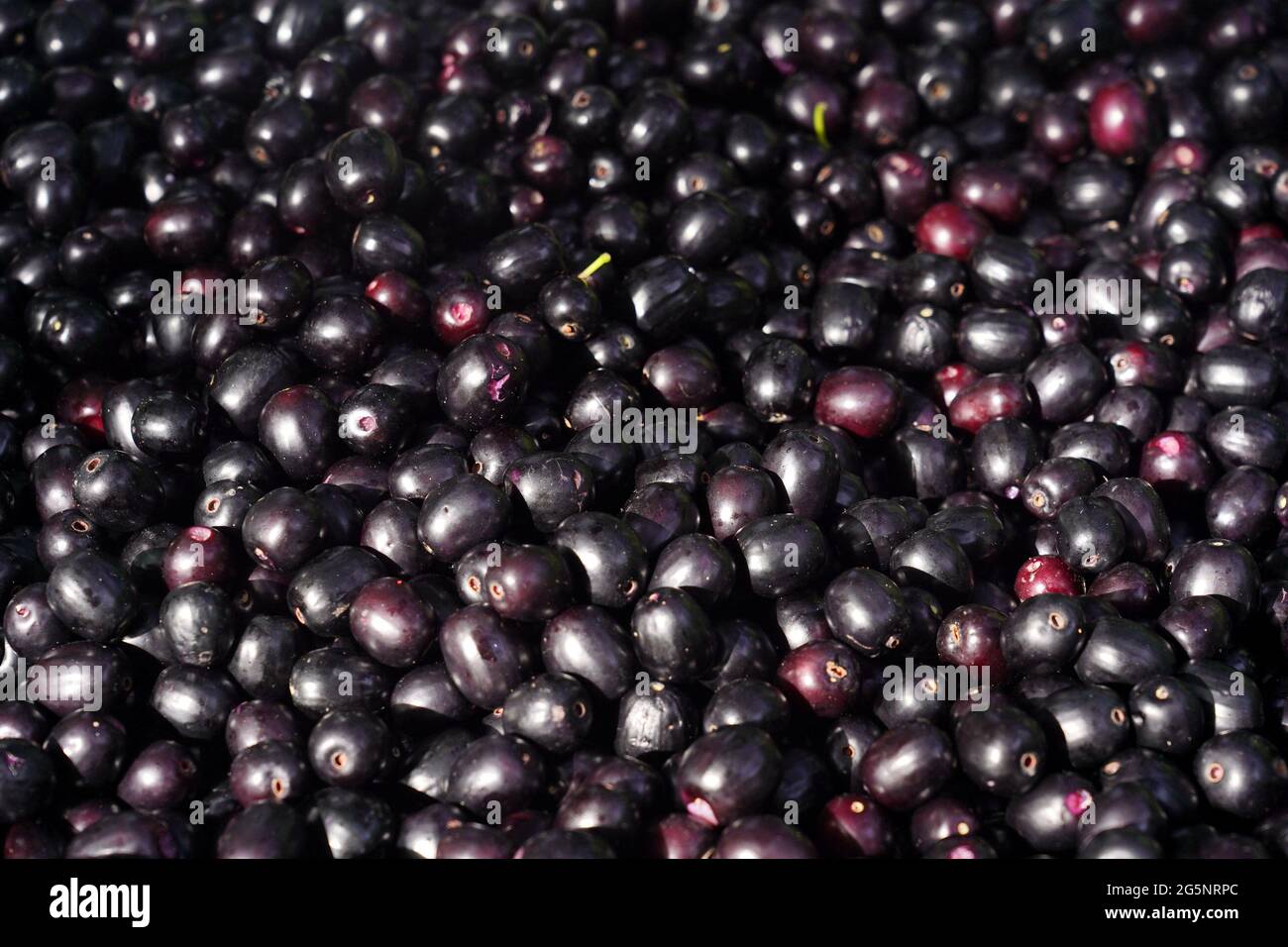 Indian Farmers Picks Jamun (Black Plums) Fruit from a farm in the Outskirts of Pushkar