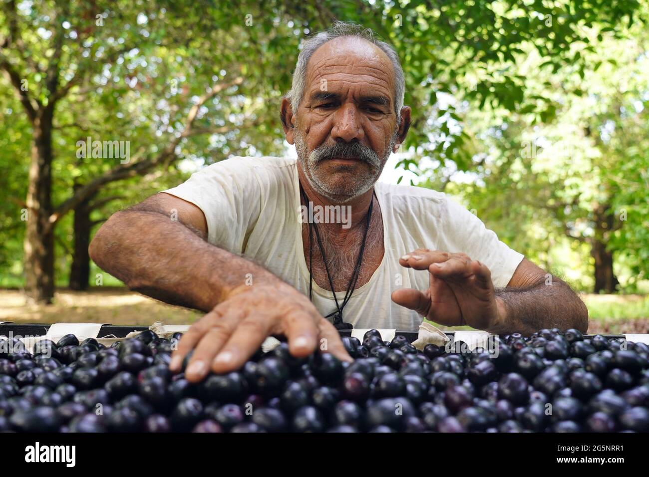 Indian Farmers Picks Jamun (Black Plums) Fruit from a farm in the