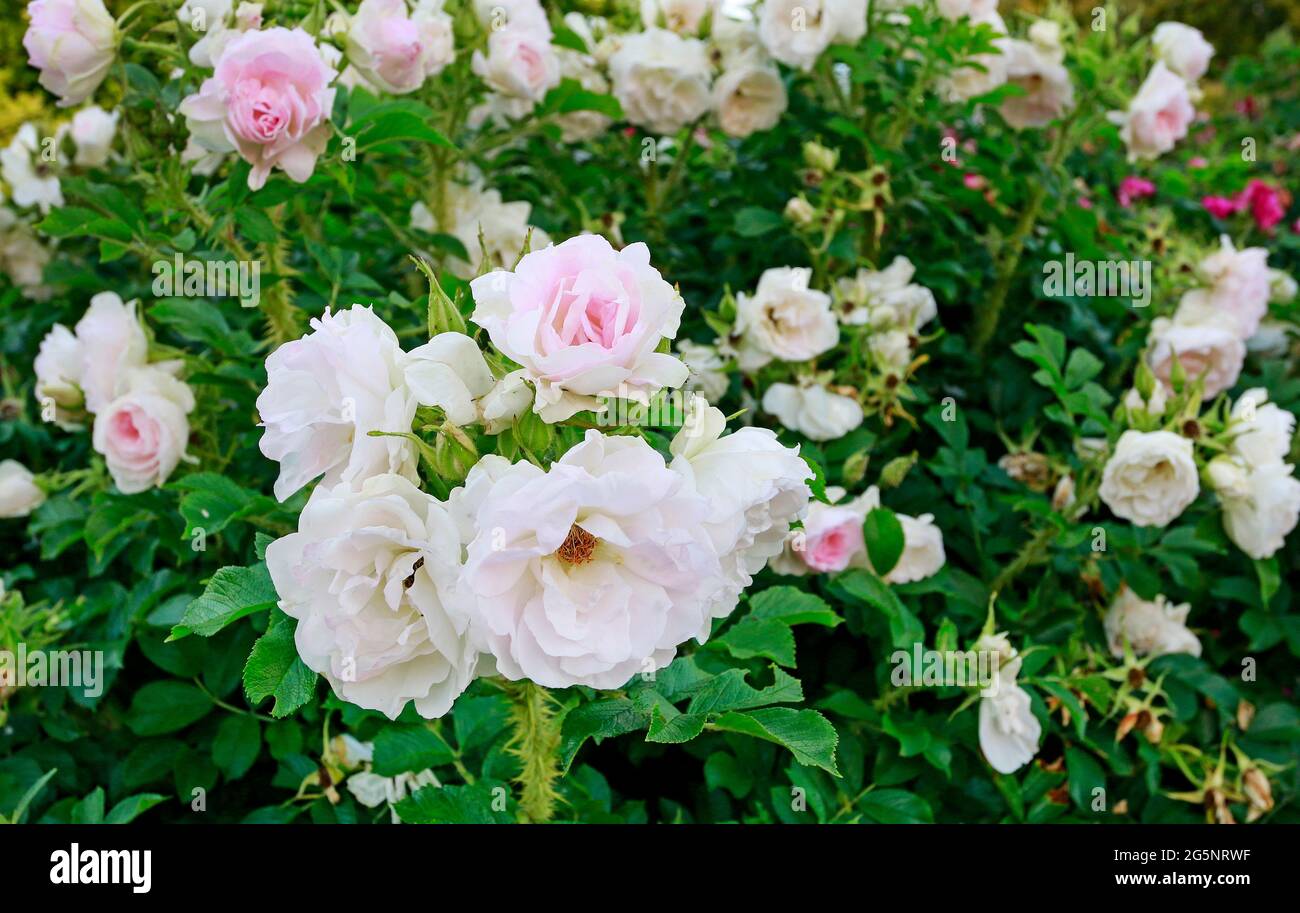 Pink wild roses in garden hi-res stock photography and images - Alamy