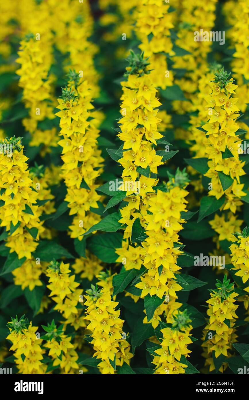 Beautiful yellow flowers of Loosestrife (Moneywort) in a summer garden. Selective focus. Stock Photo