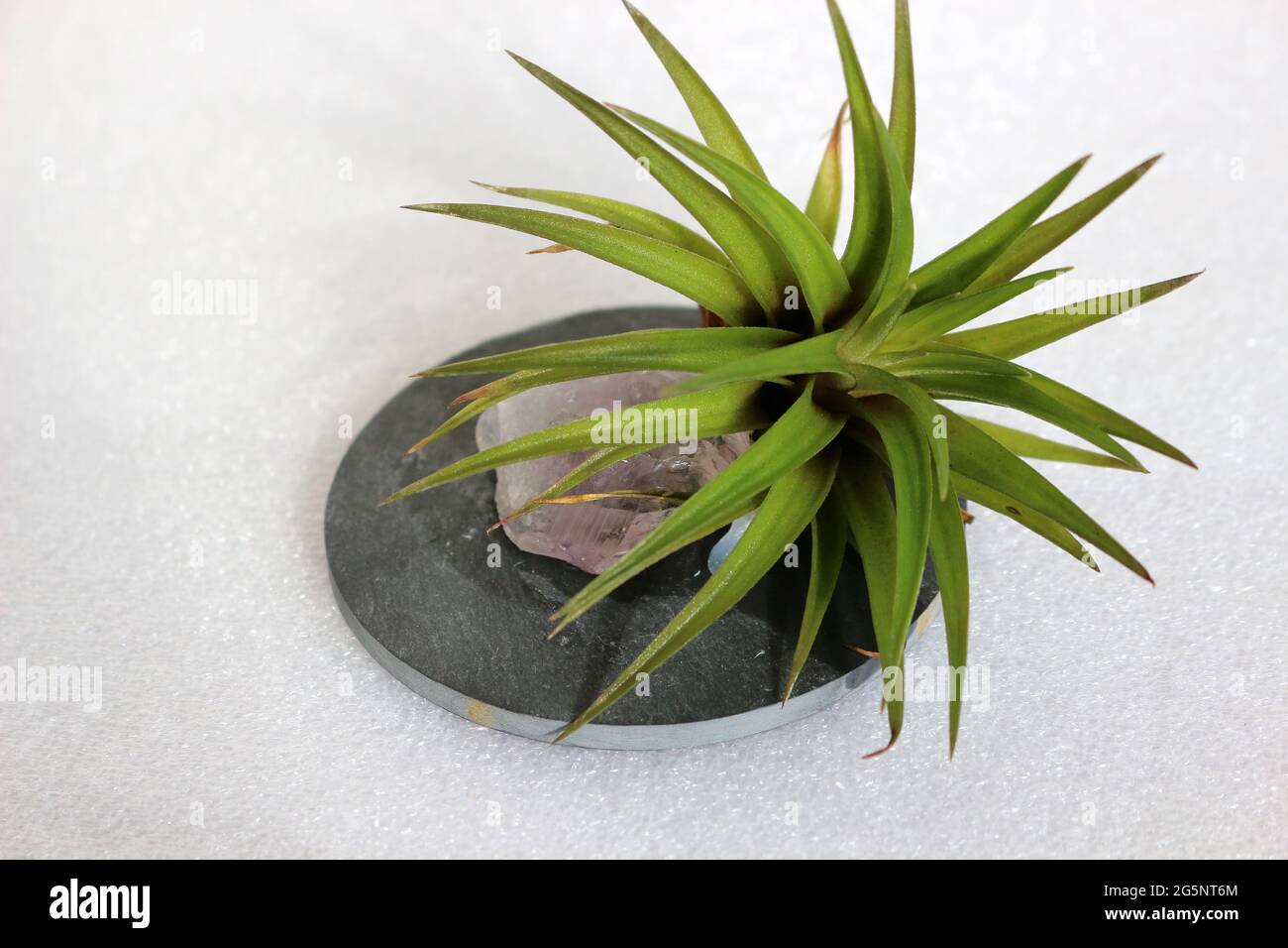 Tillandsia Air Plant, Brachycaulos Abdita Stock Photo