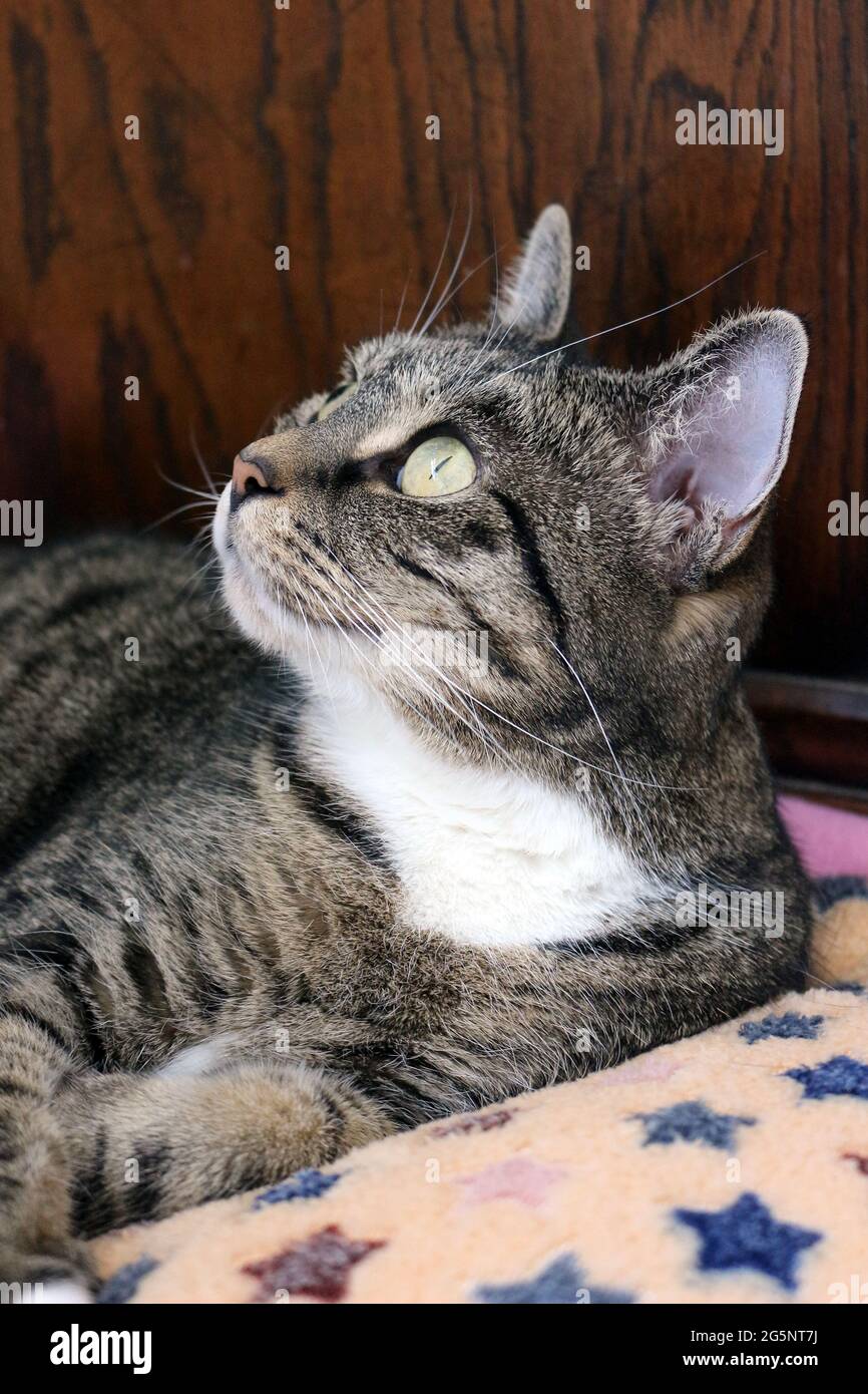 portrait of a tabby and white cat watching birds from indoors Stock Photo