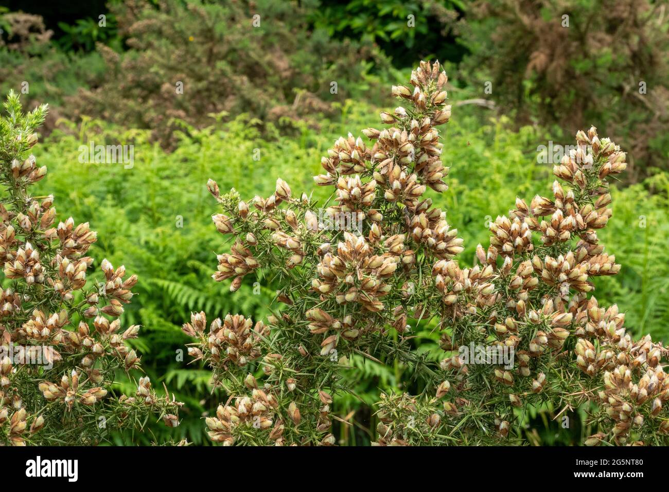 Section of the top of a gorse bush in bud against a soft focus bracken background Stock Photo