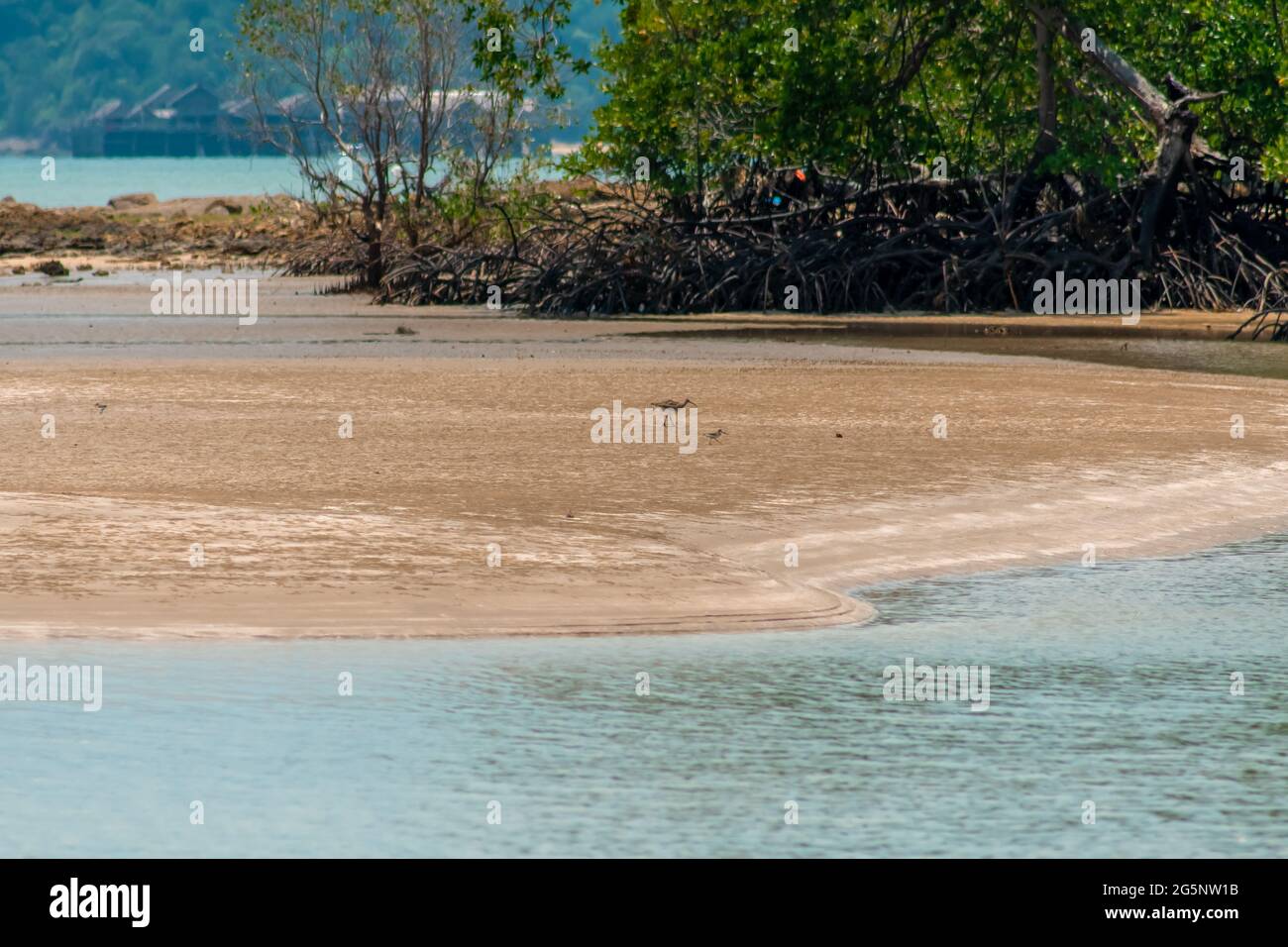 Whimbrel (Numenius phaeopus) wading bird with long beak walking and feeding on the low tide on the sandy beach and mangrove tree forest in the backgro Stock Photo