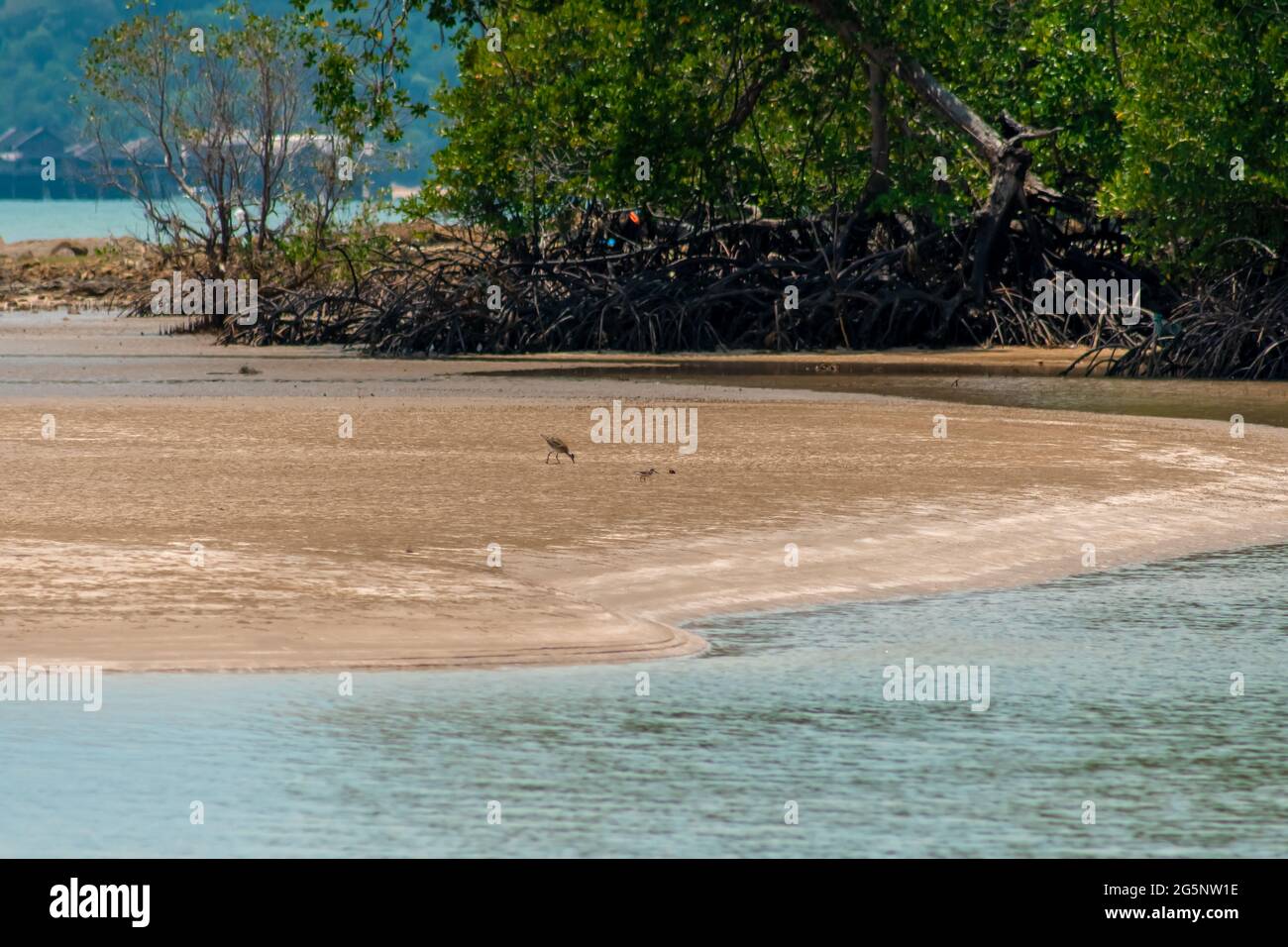 Whimbrel (Numenius phaeopus) wading bird with long beak walking and feeding on the low tide on the sandy beach and mangrove tree forest in the backgro Stock Photo