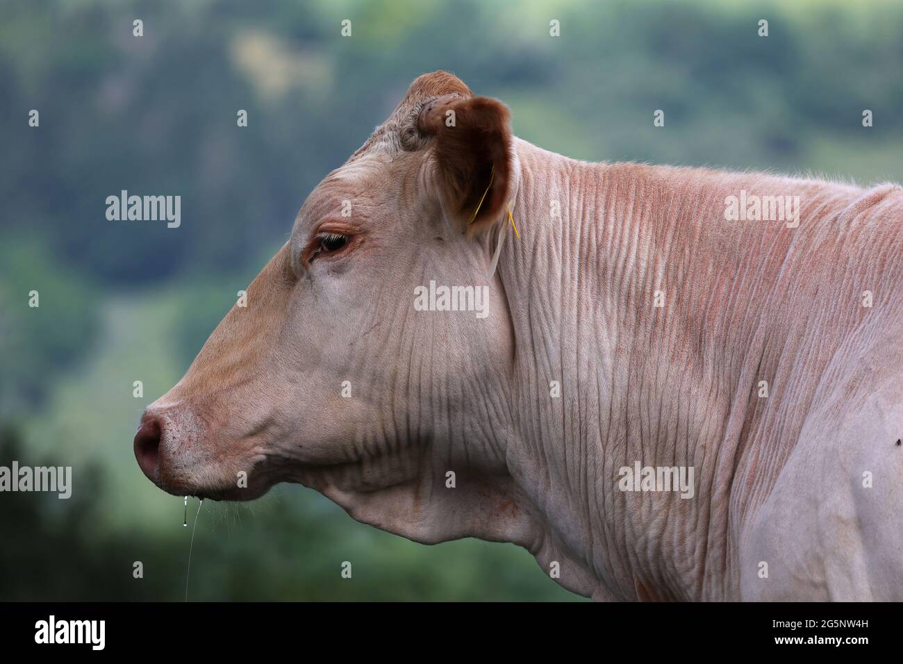 Cow with herd in summer on the pasture Stock Photo - Alamy