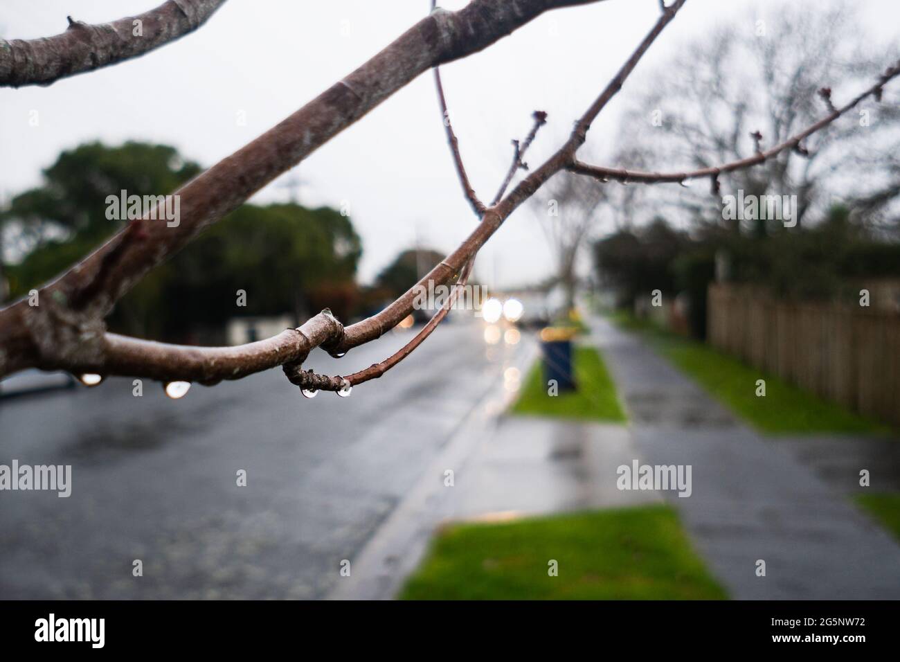 Raindrops on tree branches on a rainy day, car with headlights on approaching from an urban street. Shallow depth of field. Stock Photo