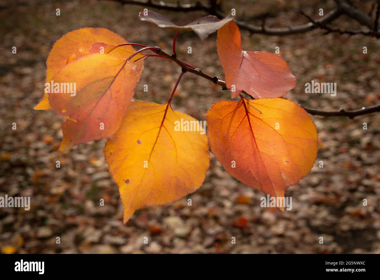 Close-up image of golden apricot leaves in autumn, Otago region, South Island Stock Photo