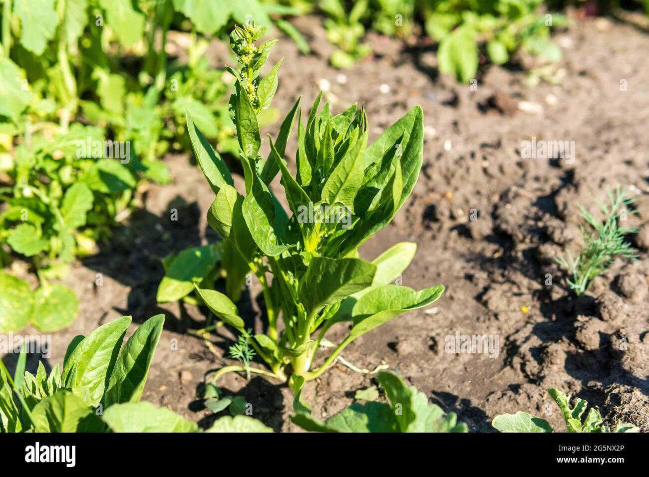 Spinach Tetragonia tetragonoides is grown on an organic farm. Close-up selective focus Stock Photo