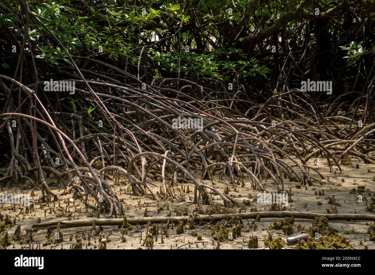 Close up of long mangrove tree roots, pneumatophores and aerial roots ...