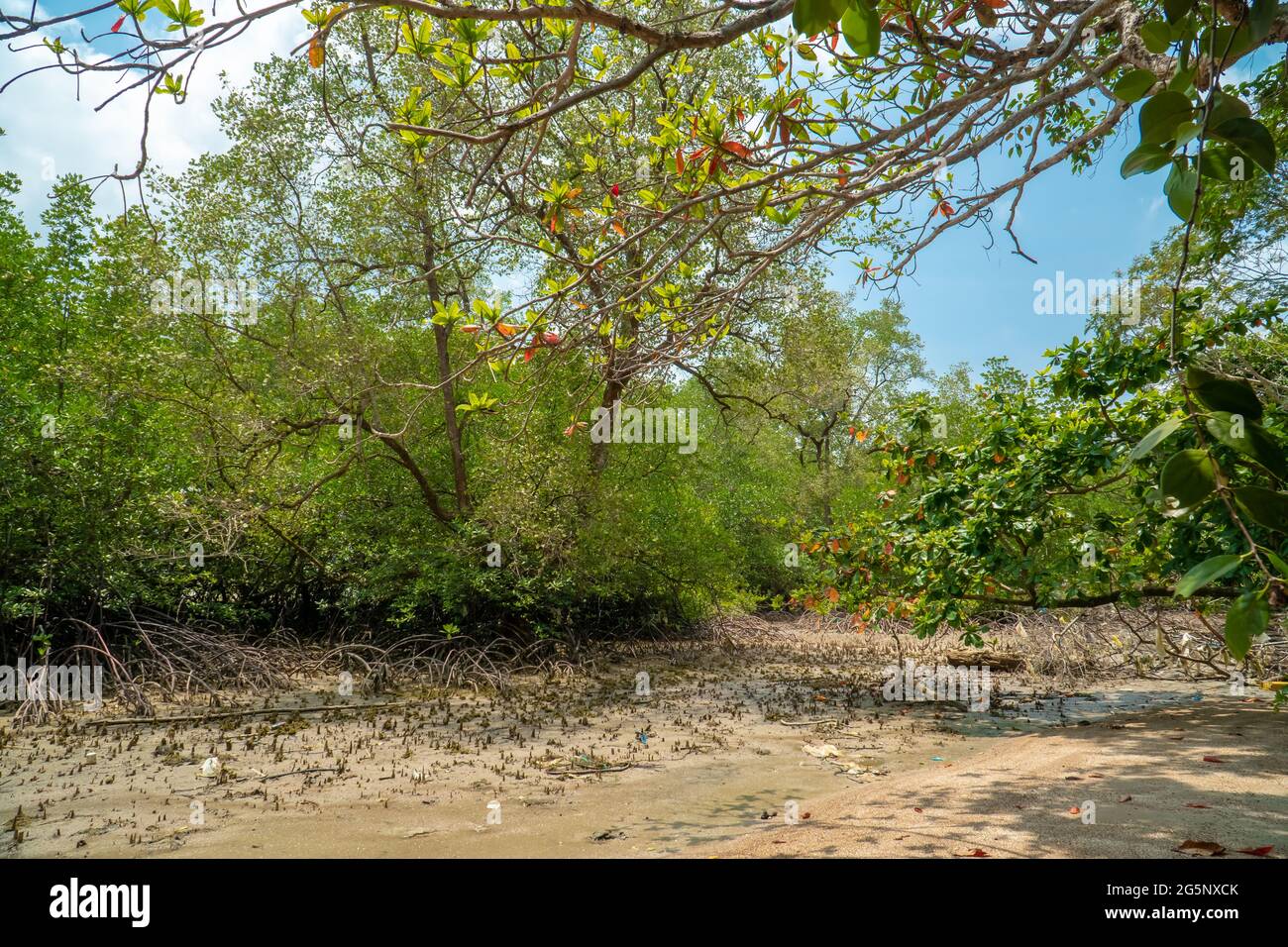 Mangrove root system hi-res stock photography and images - Alamy