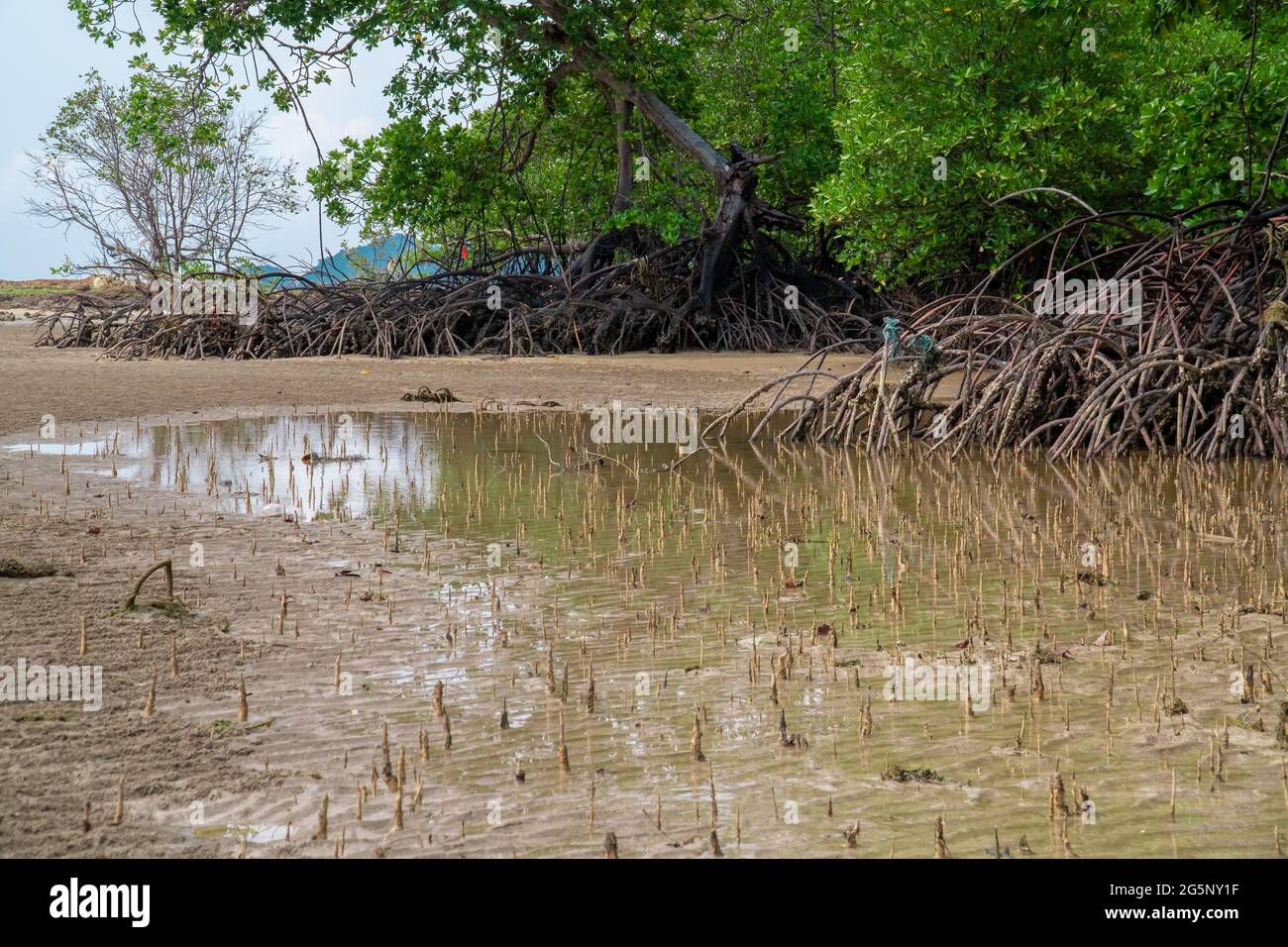 Tropical mangrove forest trees, roots, pneumatophores and aerial roots at low tide water beach, Endau, Malaysia Stock Photo
