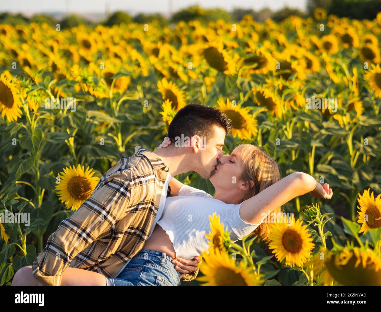 Portrait of a young cute couple kissing in a sunflower field Stock ...