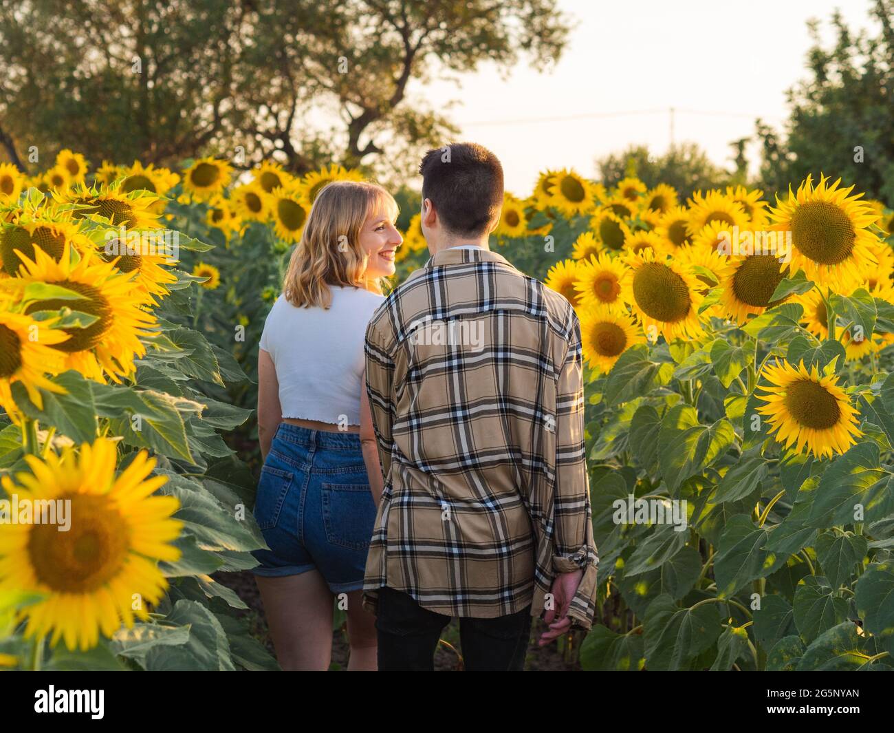 Portrait of a young cute couple in a sunflower field Stock Photo - Alamy
