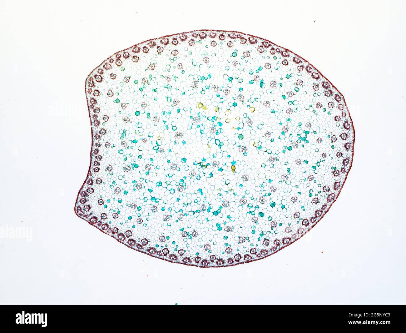 Corn Stem Corn stem cross section , with typical monocot arrangement of
