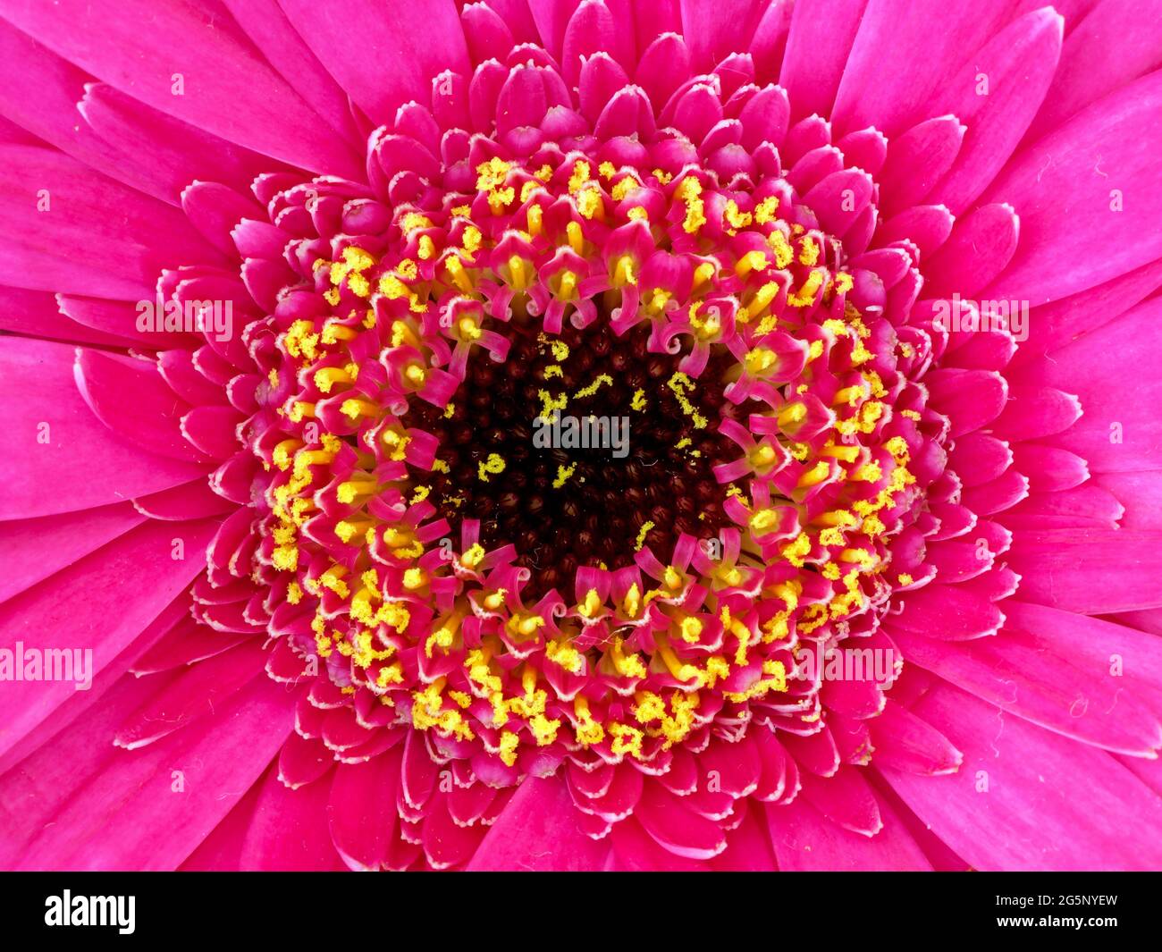 Youthandage flower (Zinnia Elegans) Asteraceae, Asteroideae