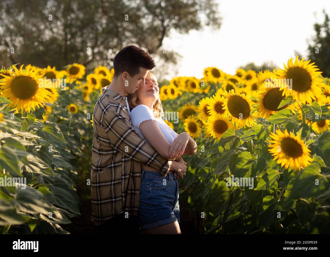 Portrait of a young cute couple in a sunflower field Stock Photo - Alamy
