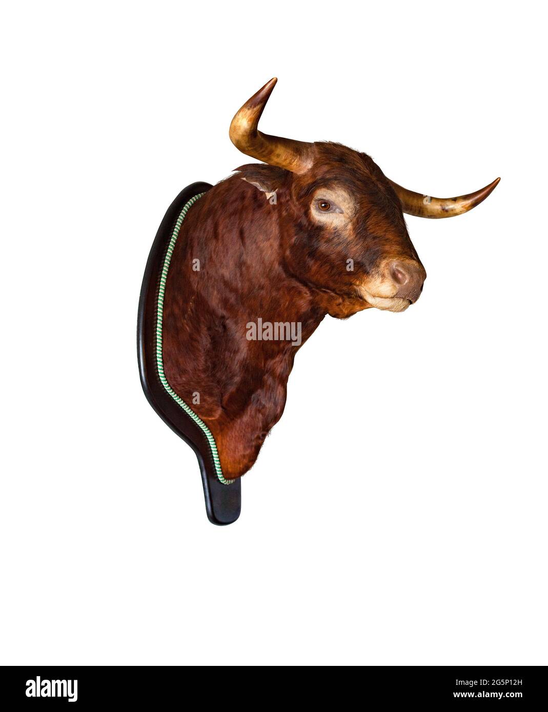 Stuffed Spanish bull's head isolated on a white background. Fighting bull Stock Photo