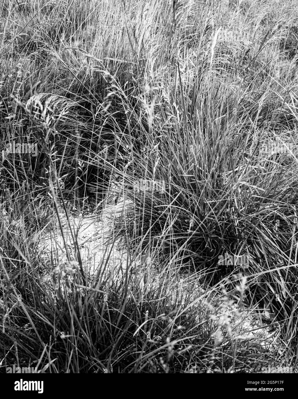Wild grass covering a rabbit burrow, High Eskeleth, Arkengarthdale, Yorkshire Dales, UK Stock Photo