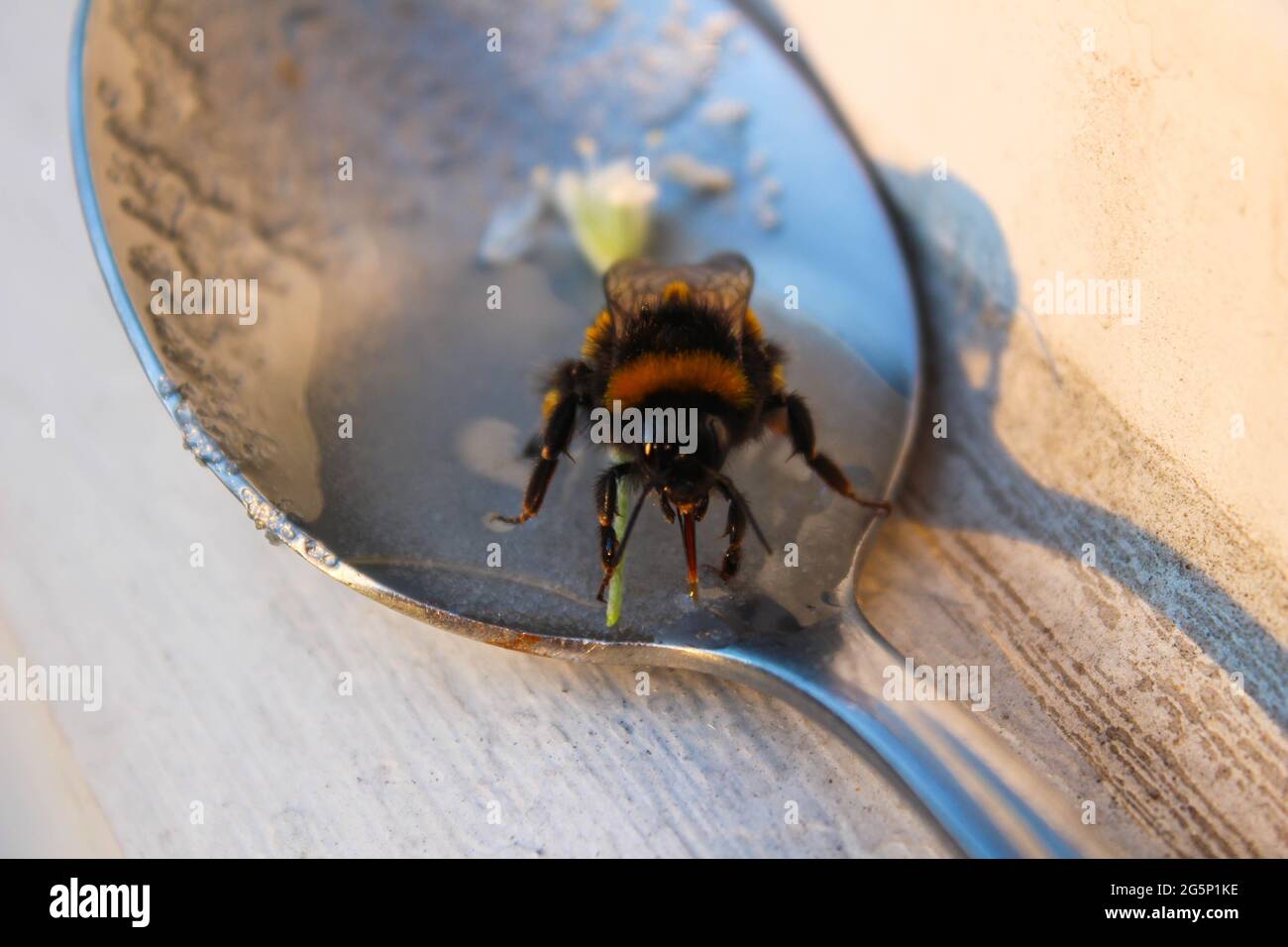 Bee sugar water spoon hires stock photography and images Alamy