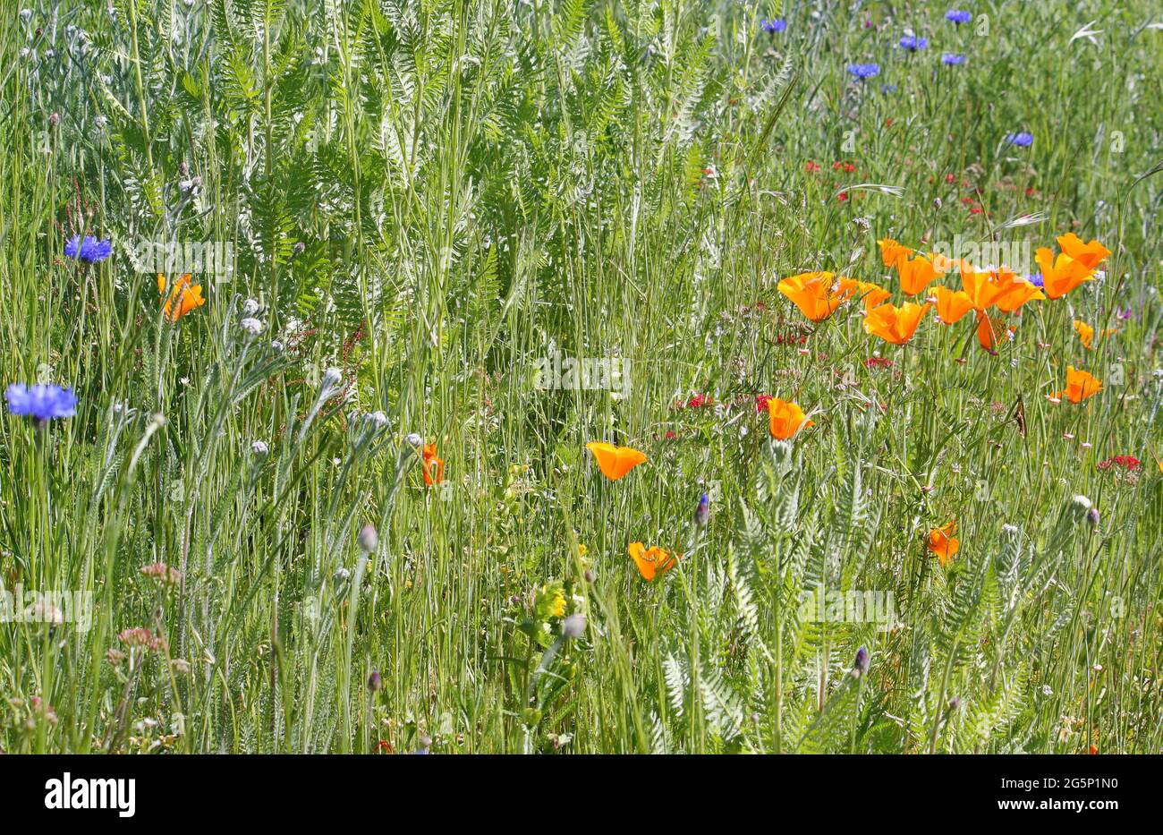 Section of a wildflower meadow, attractive to bees and butterflies, featuring yellow California poppies and blue cornflowers Stock Photo