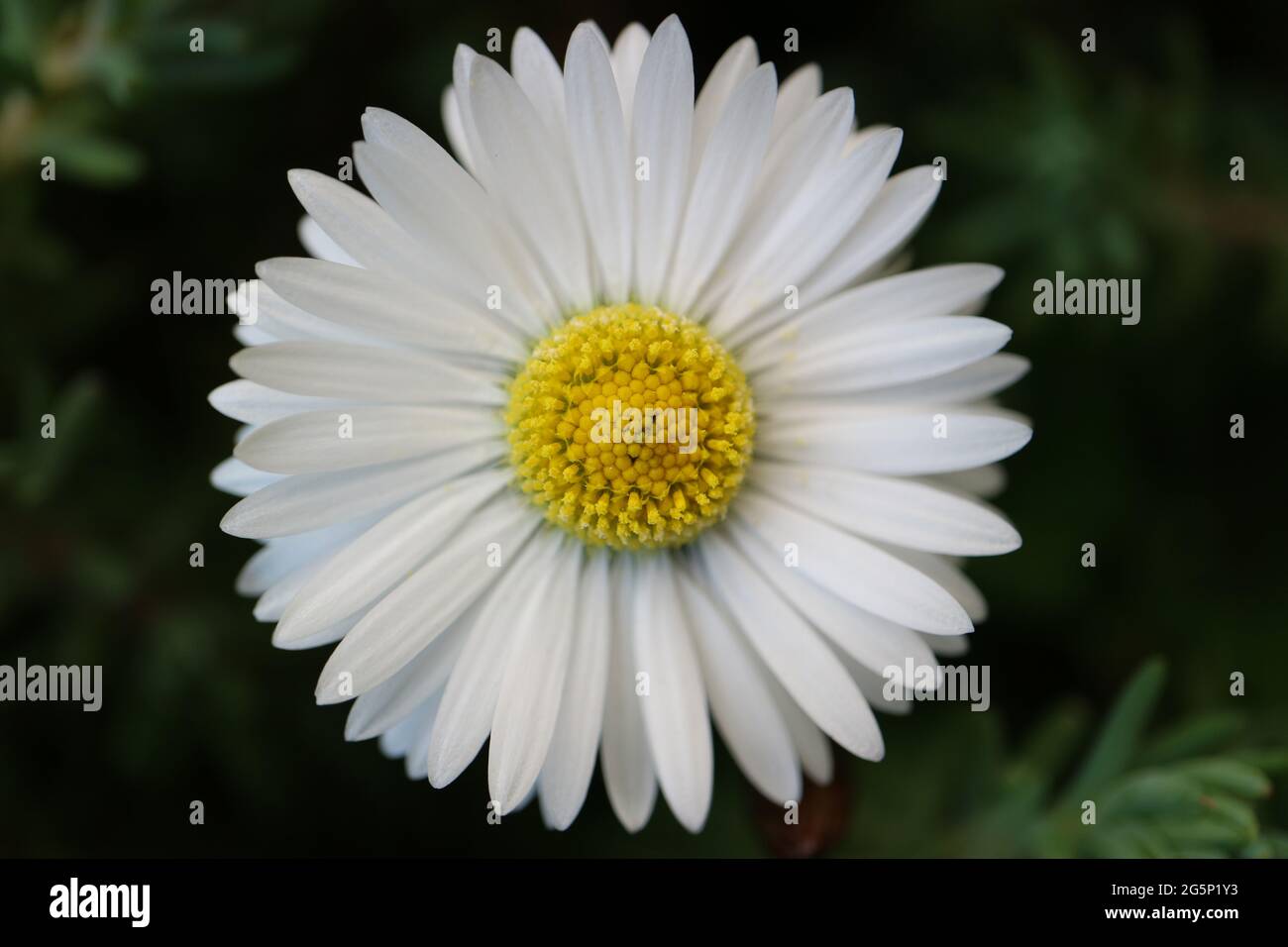 White common daisy with  yellow stamens  and green leaves,  spring daisy in the garden, flower head macro, beauty in nature, floral photo, macro photo Stock Photo