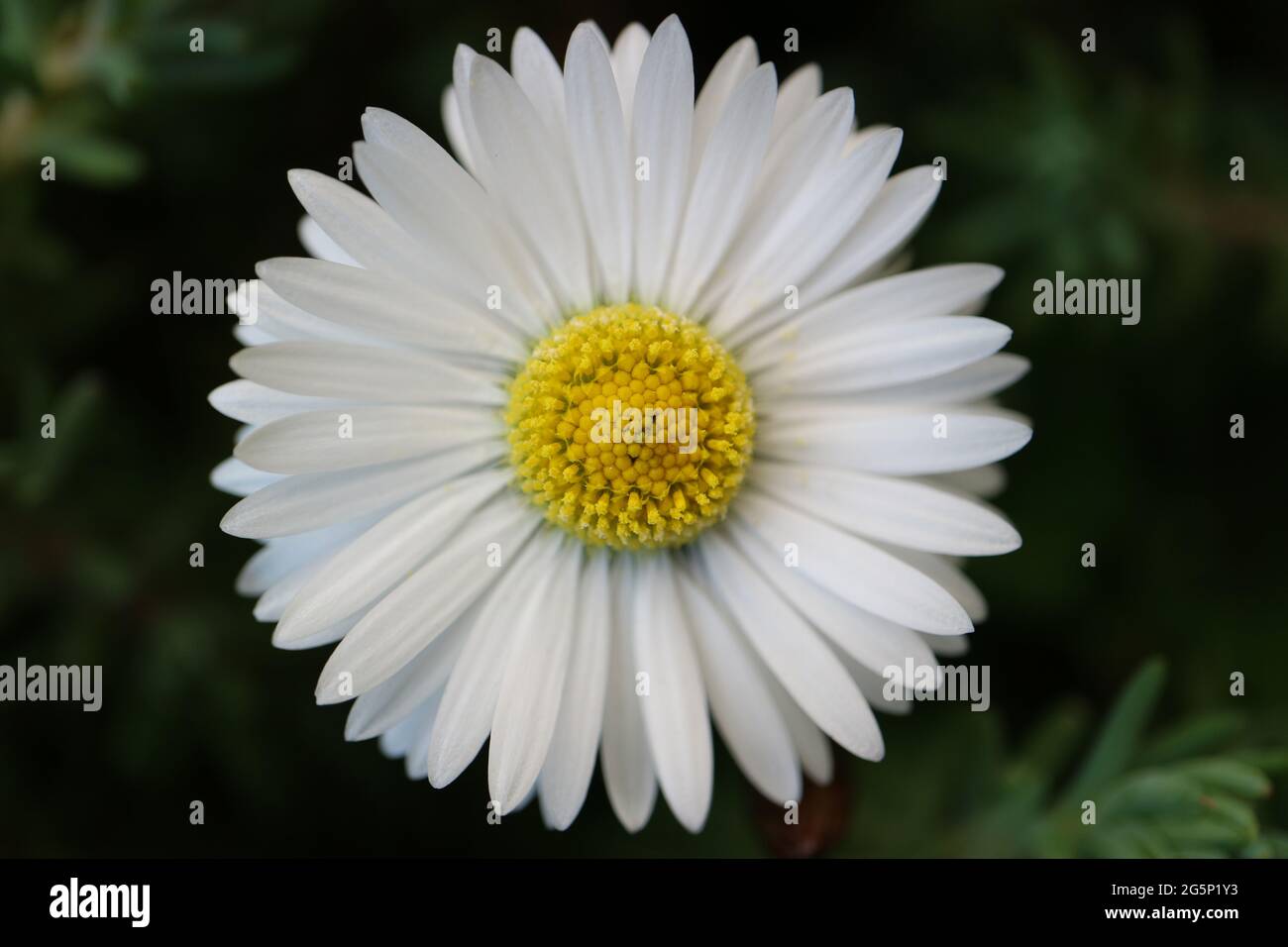 Common daisy leaves hires stock photography and images Alamy