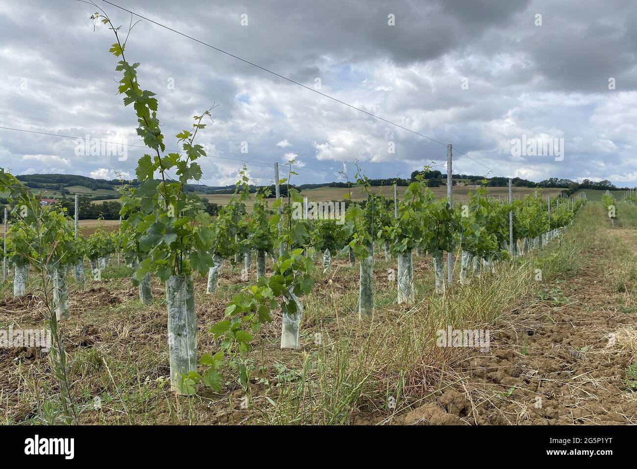 biannual grape growth on farm in france Stock Photo