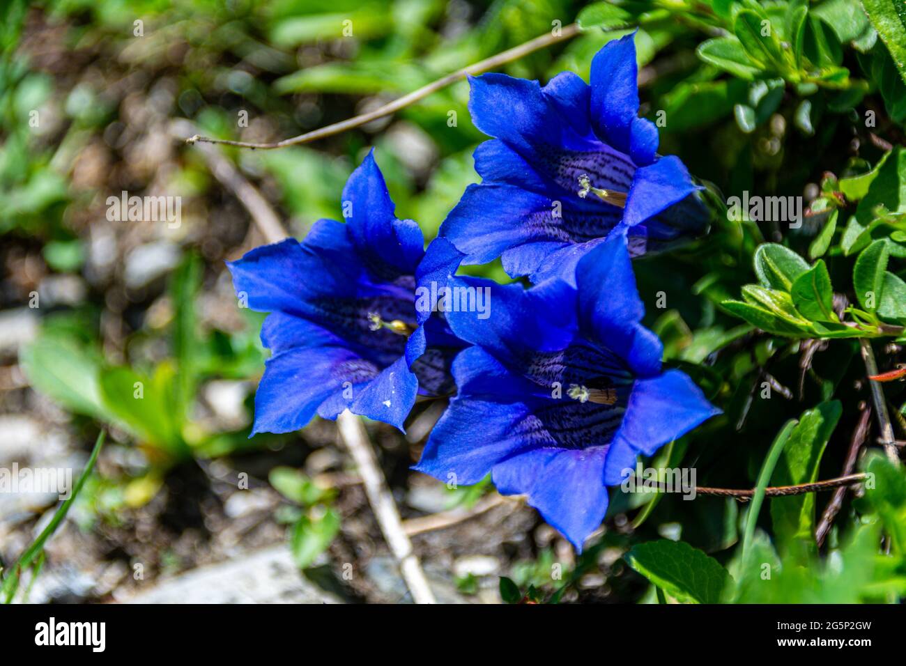 Gentian violet hires stock photography and images Alamy