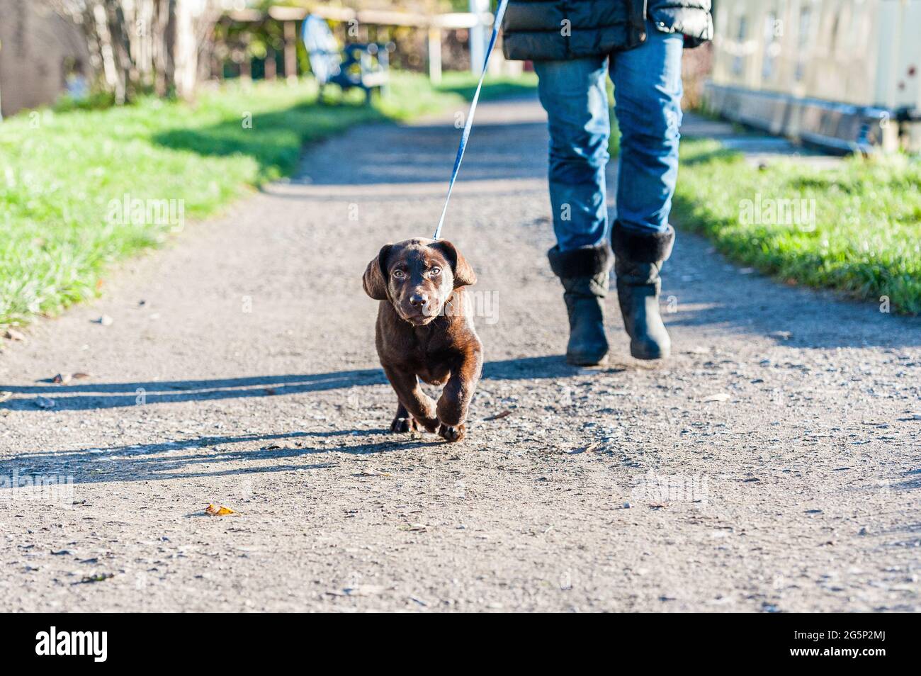 chocolate labrador puppy on a lead Stock Photo Alamy