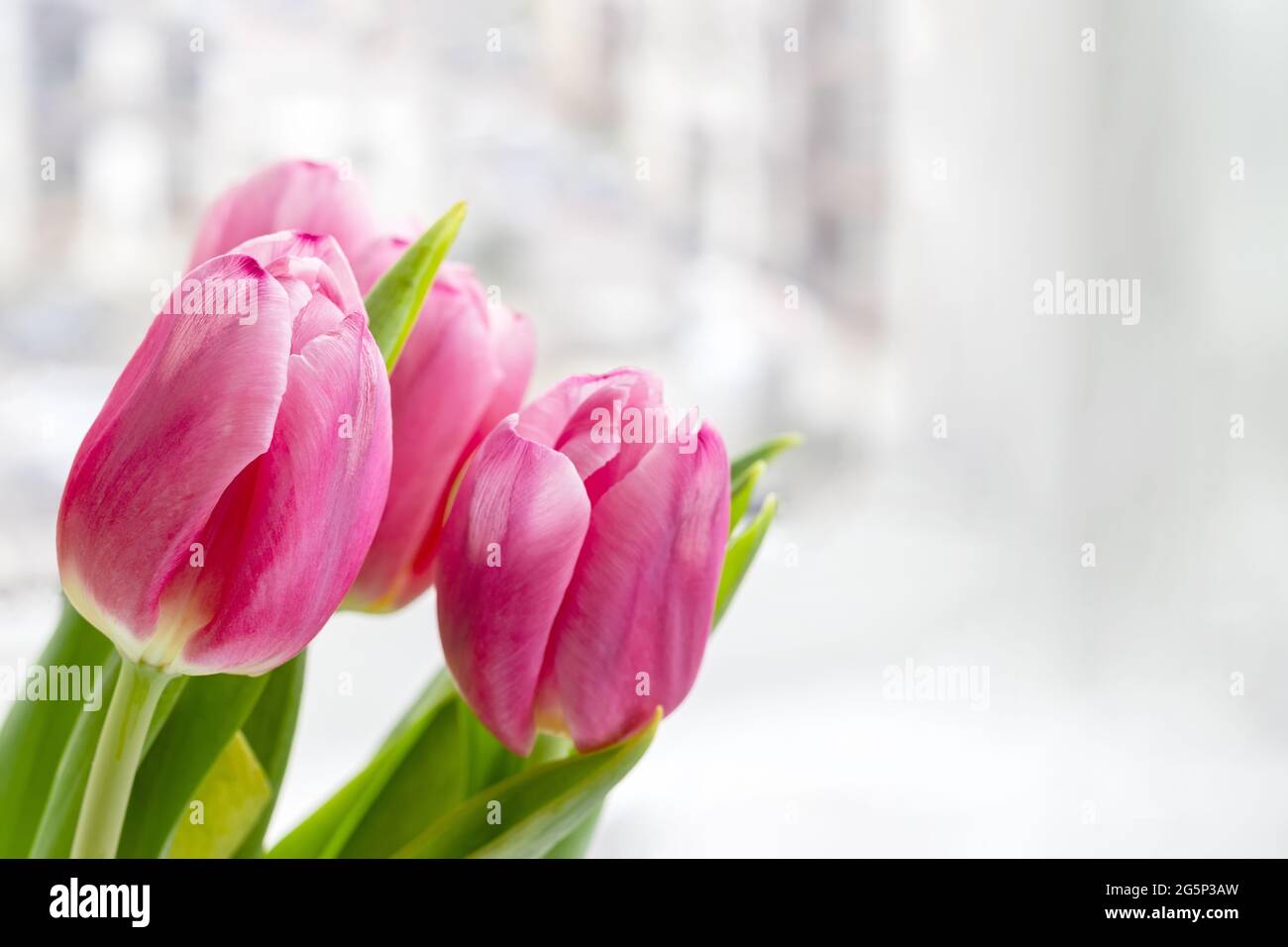 Bouquet of beautiful pink tulips against a white gray blurred background with copy space. Delicate spring flowers as a gift for the holiday. Selective Stock Photo