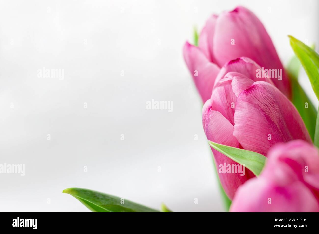 Bouquet of beautiful pink tulips against a white gray blurred background with copy space. Delicate spring flowers as a gift for the holiday. Selective Stock Photo