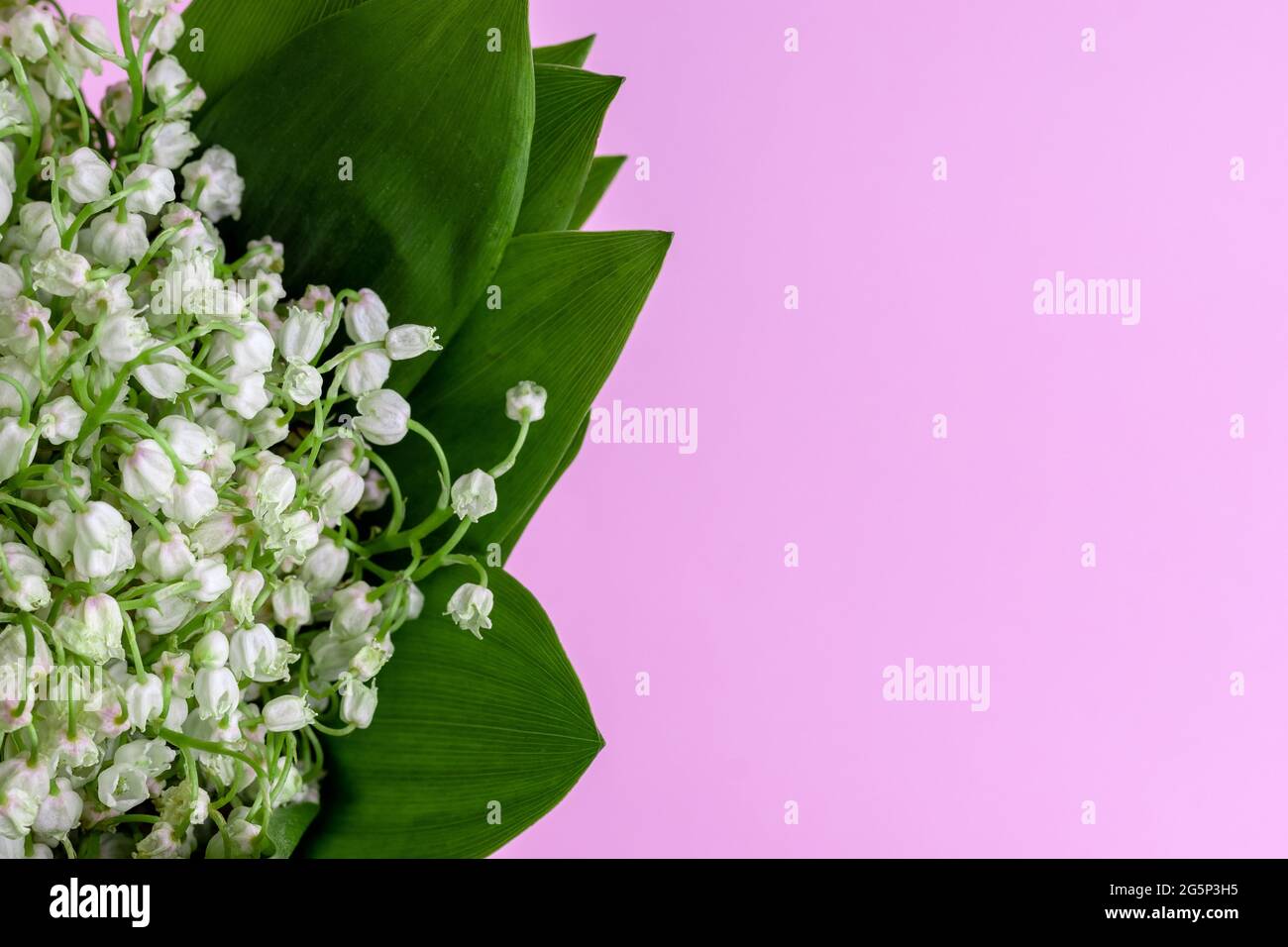 Delicate bouquet of white lilies of the valley in green leaves on a ...