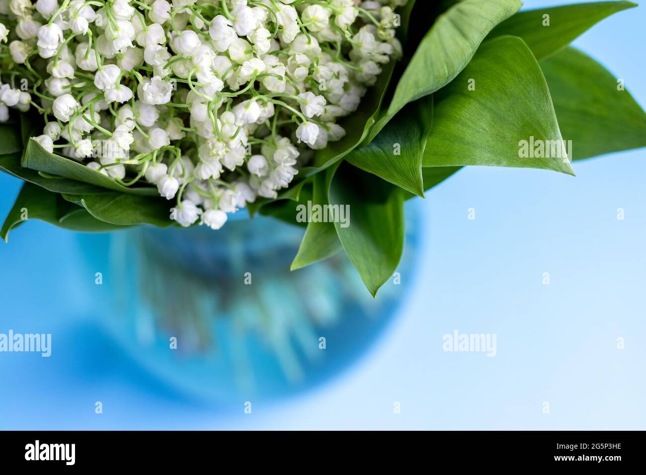 Delicate bouquet of white lilies of the valley in green leaves in a ...